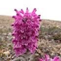 Pedicularis kanei. A cluster of small pink flowers.